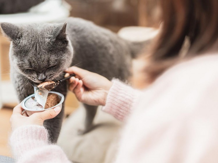 猫咪其实是个大忙人看它24小时都安排了什么