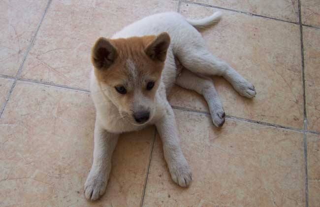 中华田园犬和日本柴犬对比到底输在哪