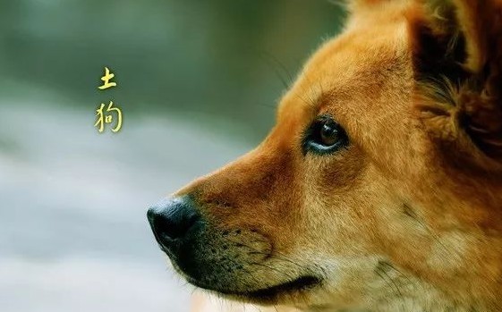 中华田园犬和日本柴犬对比到底输在哪