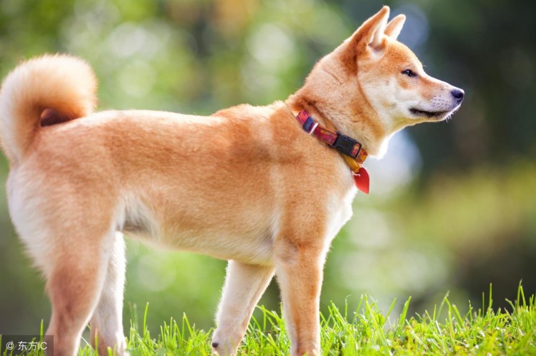 中华田园犬和日本柴犬对比到底输在哪