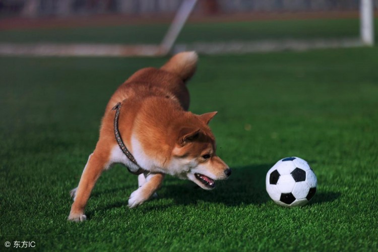 中华田园犬和日本柴犬对比到底输在哪