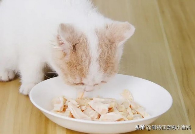 给猫咪喂食一半猫粮一半鸡胸肉可以吗