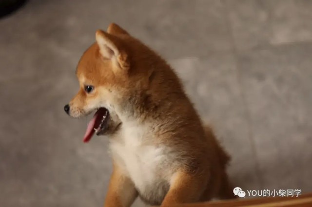 柴犬到底多少钱？决定柴犬价格的因素