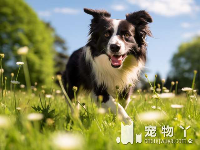 避开这六种泰迪犬，你就不会买到“星期狗”